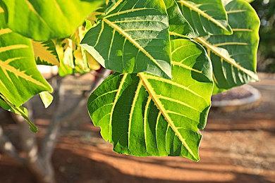 《寂静岭2：重制版》主题最新挂毯公开 精致美丽